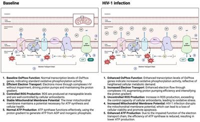 Oxidative phosphorylation in HIV-1 infection: impacts on cellular metabolism and immune function